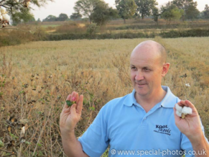 Andy with a cotton flower and bud in an organic cotton field, where no trace of chemicals can be found.